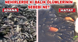 ADANA CEYHAN NEHRİNDE GÖRÜLEN BALIK ÖLÜMLERİNİN  ARDINDAN, HATAY’DA DA BALIK ÖLÜMLERİ GÖRÜLMEYE BAŞLADI!