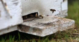 “YALANCI BAHAR” VE ZİRAİ İLAÇ KULLANIMI ARI ÖLÜMLERİNE YOL AÇABİLİYOR!