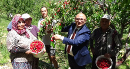 Mersin’de açık alanda üretilen kirazın hasadına başlandı.