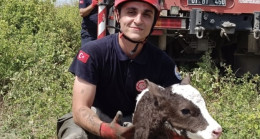 Adana’da dere yatağına düşen inek ve buzağısı itfaiye ekiplerince  kurtarıldı