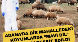 ADANA’DA BİR MAHALLEDEKİ KOYUNLARDA “MAVİ DİL” HASTALIĞI TESPİT EDİLDİ