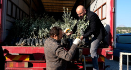 Mersin Mut’ta 570 çiftçiye 17 bin zeytin fidanı dağıtıldı