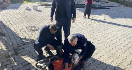 Hatay’da atık su borusuna sıkışan buzağıyı itfaiye kurtardı