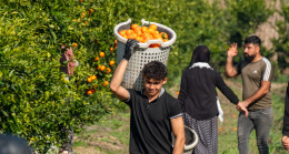 Adana’da hasadı süren mandalina, dalında kilogramı 16-18 liradan alıcı buluyor