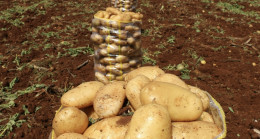 Türkiye’nin önemli tarımsal üretim merkezlerinden Adana’da erkenci patates hasadı başladı