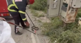 Osmaniye’de elektrik panosuna giren yılanı itfaiye çıkardı