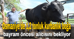 Osmaniye’de 1,2 tonluk kurbanlık boğa bayram öncesi alıcısını bekliyor