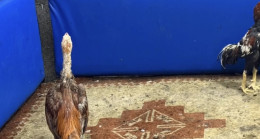 Adana’da horoz dövüştüren 5 kişiye 46 bin 235 lira ceza