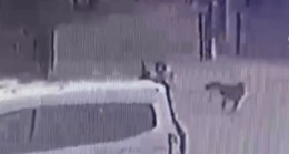 Adana’da sahipsiz köpeklerin çocuğu kovalaması güvenlik kamerasında
