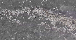 Gaziantep’te Tahtaköprü Barajı’nda su seviyesinin düşmesiyle çok sayıda balık öldü…