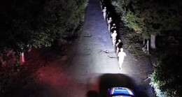 Hatay’da narenciye bahçelerinde hırsızlığa karşı havadan ve karadan denetim yapıldı