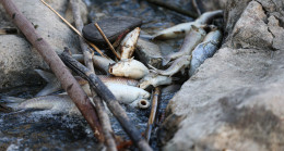 ADANA’DA CEYHAN NEHRİ’NDE BALIK ÖLÜMLERİ GÖRÜLDÜ…!