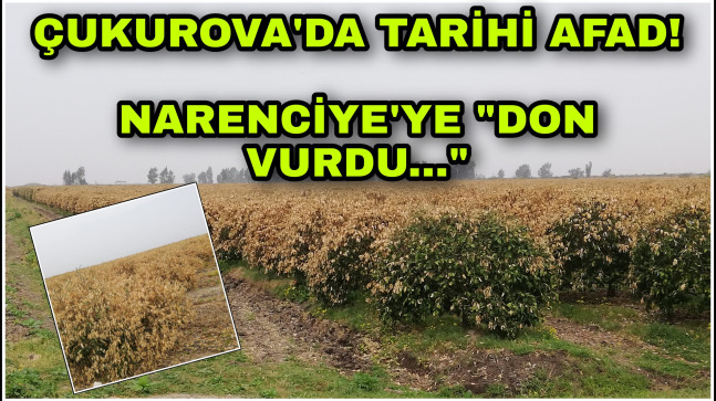 ÇUKUROVA’DA TARİHİ AFAD!  NARENCİYE’YE “DON VURDU…”