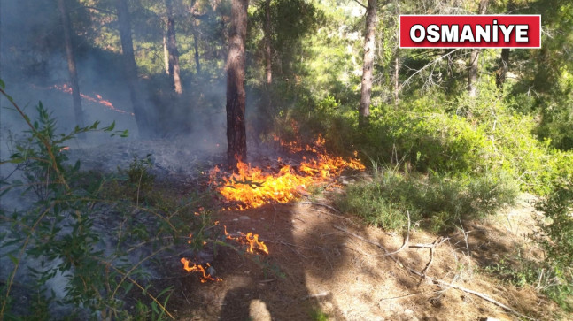 OSMANİYE’DE ÇIKAN ORMAN YANGINI KONTROL ALTINA ALINDI