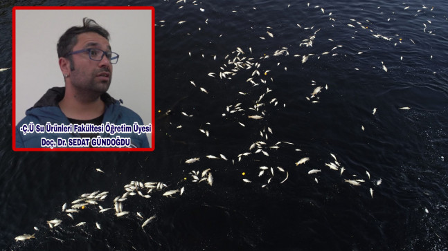 CEYHAN NEHRİ’NDE GÖRÜLEN BALIK ÖLÜMLERİNİN NEDENİ! ARAŞTIRILIYOR…