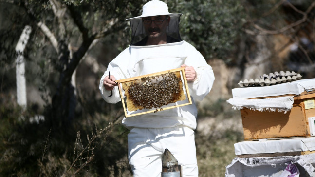 TÜRKİYE’DE BAL ÜRETİMİNDE İLK SIRADA YER ALAN ADANA’DA ARICILAR İÇİN GELİŞTİRİLEN PROJELER, KOVAN  SAYISININ 491 BİN 958’E, REKOLTENİN DE 12 BİN 527 TONA ÇIKMASI SAĞLANDI