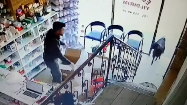 ADANA’DA İNATÇI KEÇİNİN ECZANEYE GİRMESİ, ECZACIYA ŞAŞKINLIK YAŞATTI