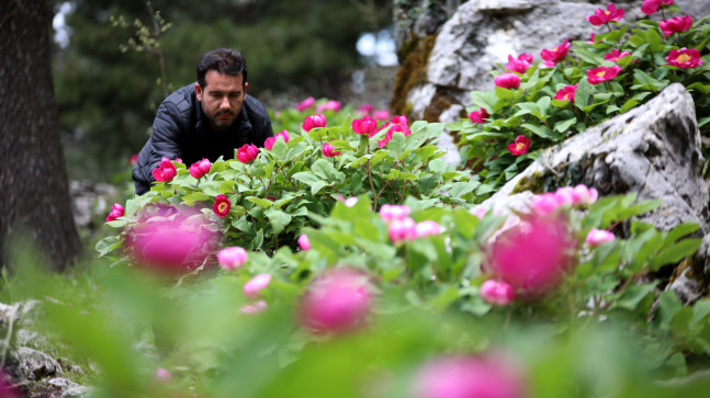 YILDA 10 GÜN AÇAN “YÖRÜK GÜLÜ”NÜ KOPARANA 244 BİN LİRA CEZA