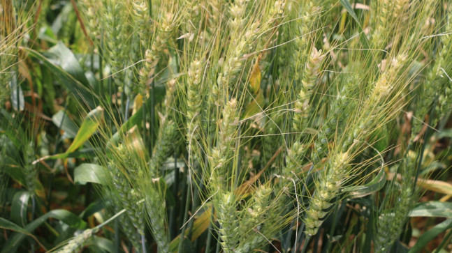 KOZAN’DA BU YIL 100 BİN TON BUĞDAY REKOLTESİ BEKLENİYOR