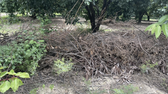 ADANA’DA 35 YAŞINDAKİ BİR KİŞİ HURMA BAHÇESİNDE ÖLÜ BULUNDU