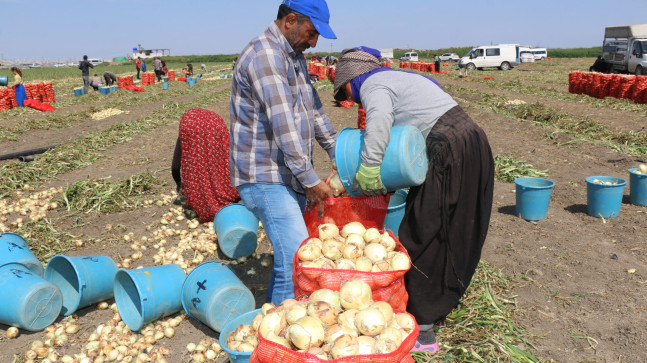 ÇUKUROVA’DA HASADIN YAYGINLAŞMASIYLA SOĞANIN FİYATI DÜŞÜYOR
