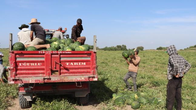 TESCİLLİ ADANA KARPUZUNDA HASAT BAŞLADI