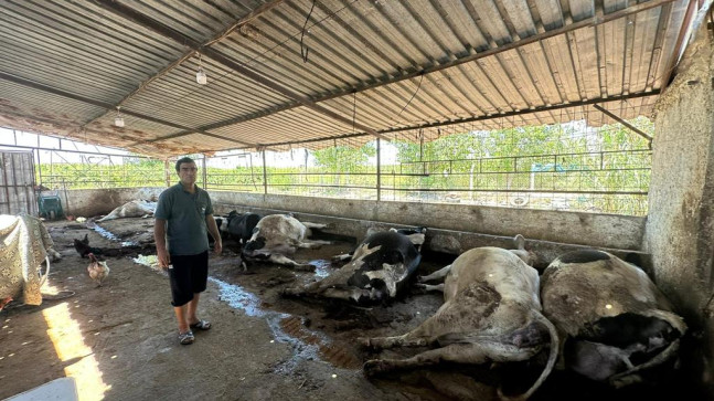 ADANA’DA 10 BÜYÜKBAŞ HAYVAN ELEKTİRİK AKIMINA KAPILARAK TELEF OLDU