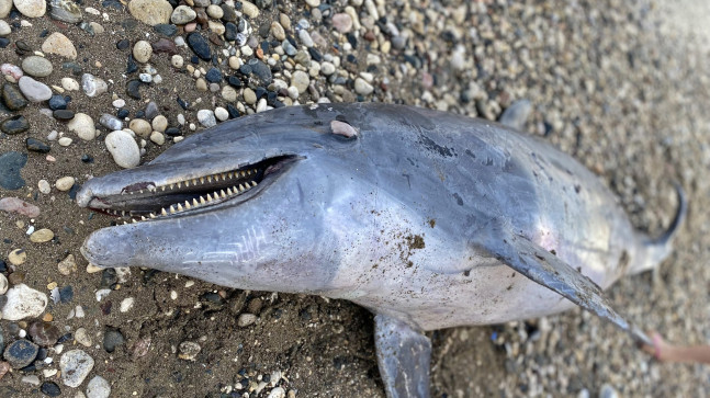 MERSİN’DE ÖLÜ ŞİŞE BURUNLU YUNUS KIYIYA VURDU