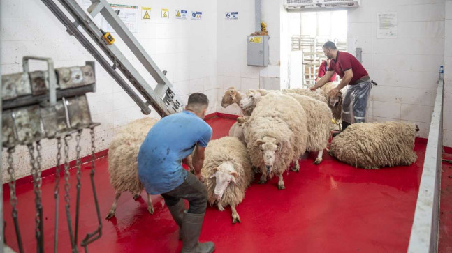 MERSİN BÜYÜKŞEHİRBELEDİYESİ KURBAN BAYRAMI DOLAYISIYLA ŞEHİTLER İÇİN KURBAN KESTİ