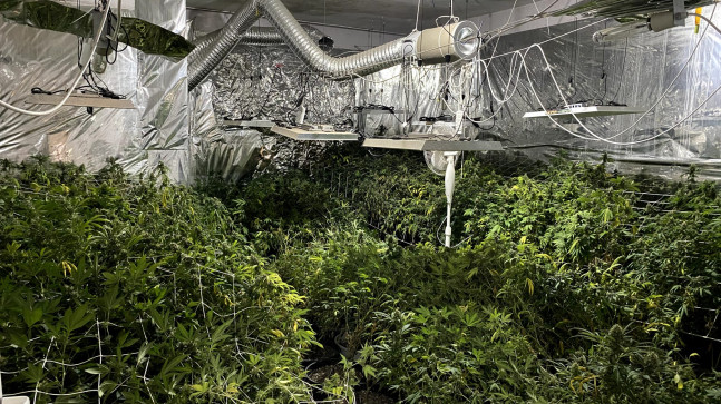 MERSİN’DE EVİNİN BAHÇESİNDE İKLİMLENDİRME SİSTEMİYLE KENEVİR YETİŞTİREN ZANLI YAKALANDI