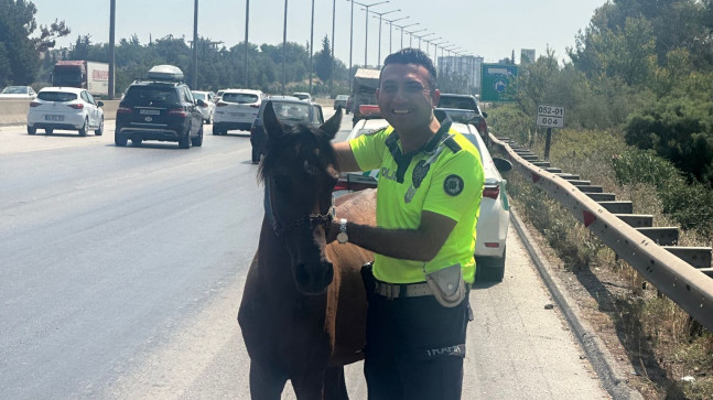 ADANA’DA OTOYOLDA TRAFİĞİ TEHLİKEYE DÜŞÜREREK SAHİPSİZ DOLAŞAN AT, YAKALANARAK BARINAĞA TESLİM EDİLDİ