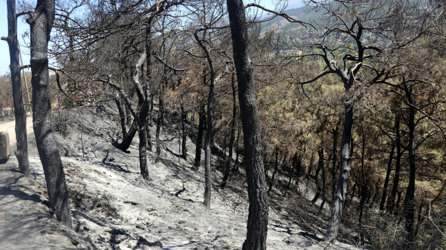 HATAY’DA ORMAN YANGININDA ZARAR GÖREN ALANLAR GÖRÜNTÜLENDİ
