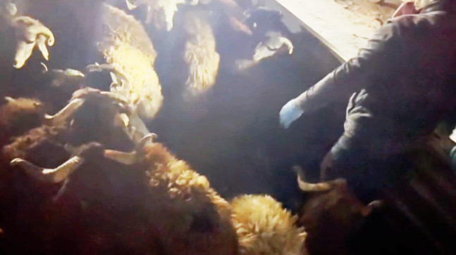 ADANA’DA KÜÇÜKBAŞ HAYVAN YÜKLÜ TIRDA 123 KİLOGRAM SENTETİK UYUŞTURUCU ELE GEÇİRİLDİ