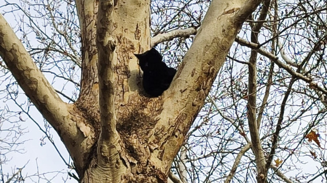 ADANA’DA AĞAÇTA MAHSUR KALAN KEDİ BELEDİYE EKİPLERİNCE KURTARILDI