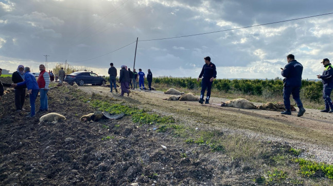 ADANA’DA OTOMOBİLİN ÇARPTIĞI ÇOBAN AĞIR YARALANDI, 40 HAYVAN TELEF OLDU