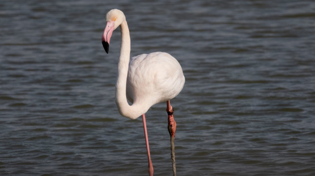 ADANA’DA YARALI FLAMİNGO GÖRÜNTÜLENDİ