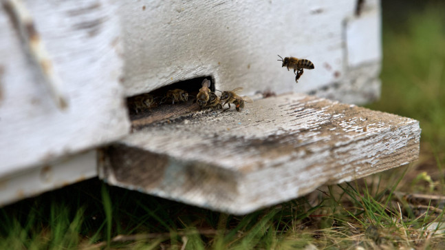 “YALANCI BAHAR” VE ZİRAİ İLAÇ KULLANIMI ARI ÖLÜMLERİNE YOL AÇABİLİYOR!