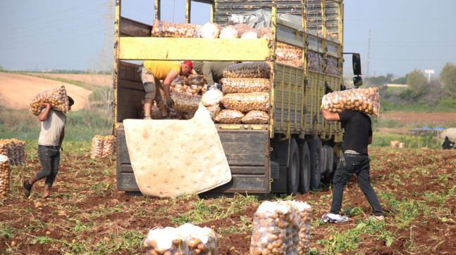TÜRKİYE’NİN ÖNEMLİ TARIMSAL ÜRETİM MERKEZLERİNDEN ADANA’DA ERKENCİ PATATES HASADI BAŞLADI