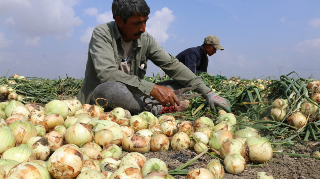 ADANA’DA TURFANDA SOĞAN HASADI BAŞLADI