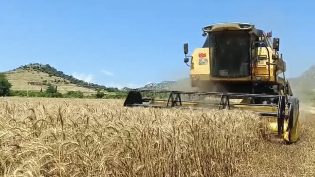Türkiye’nin önemli tahıl üretim merkezlerinden Adana’da buğdayın hasadına başlandı.