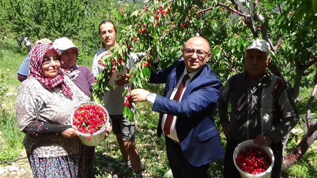 Mersin’de açık alanda üretilen kirazın hasadına başlandı.