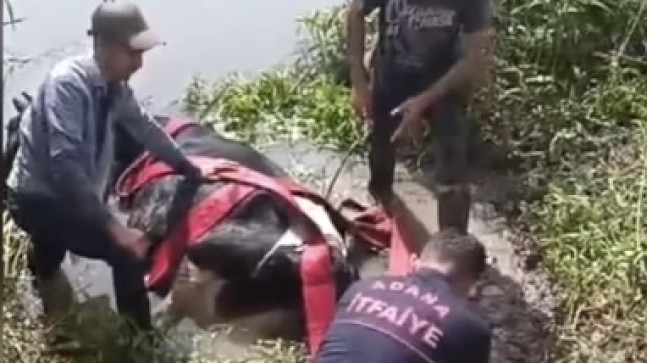Adana’da kanalda çamura saplanan ineği itfaiye kurtardı