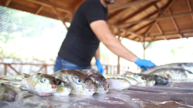Doğu Akdeniz’deki balıkçılar, balon balığı destek ödemelerinin artmasından memnun