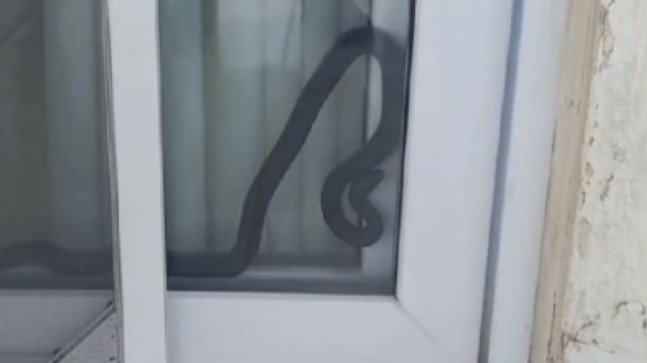 Mersin’de bir evin zemin katında yılan yakalandı