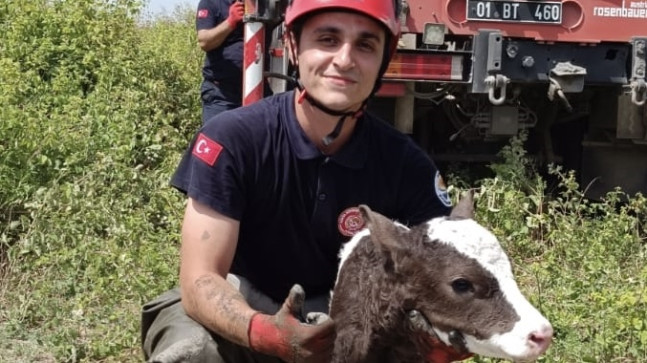 Adana’da dere yatağına düşen inek ve buzağısı itfaiye ekiplerince  kurtarıldı
