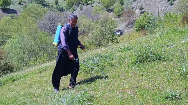 Kozan’da istilacı çekirgelere karşı ilaçlama yapıldı