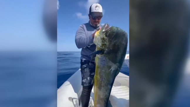 ADANA’DA BALIKÇILARIN OLTASINA 1,5 METRE UZUNLUĞUNDA 26 KİLOGRAMLIK LAMBUKA TAKILDI