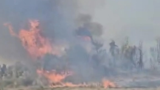 Mersin’de bir tarlada başlayıp meyve bahçesine sıçrayan anız yangınında, meyve ağaçları zarar gördü