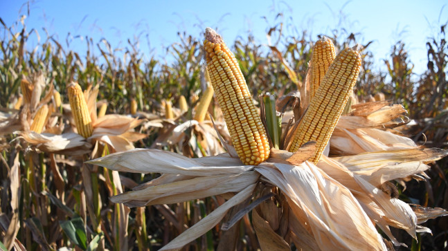 Adana’da kale cinsi mısırın tanıtımı amacıyla etkinlik düzenlendi