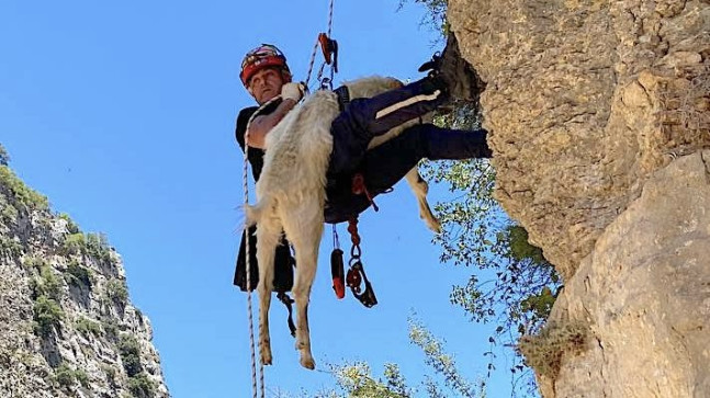 Mersin’de uçurumda mahsur kalan keçiyi itfaiye kurtardı